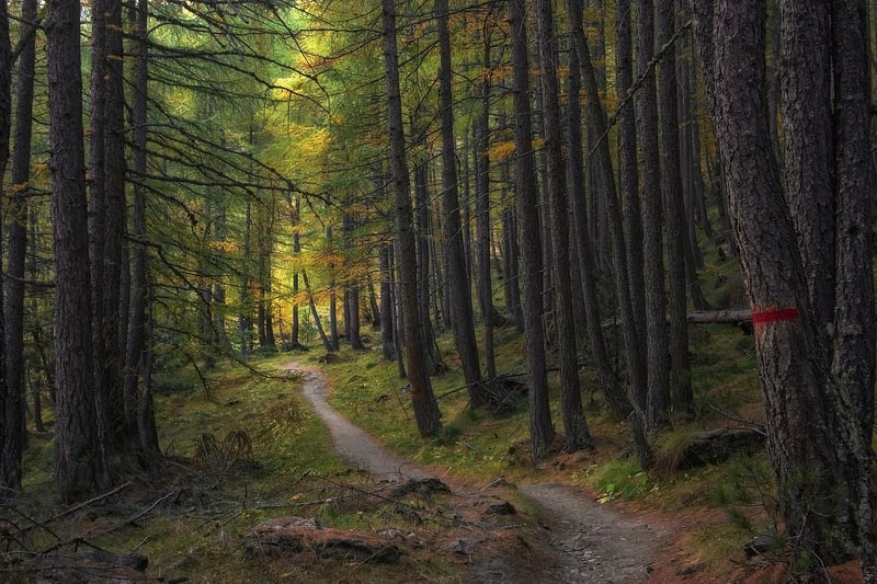 Elven Pathway