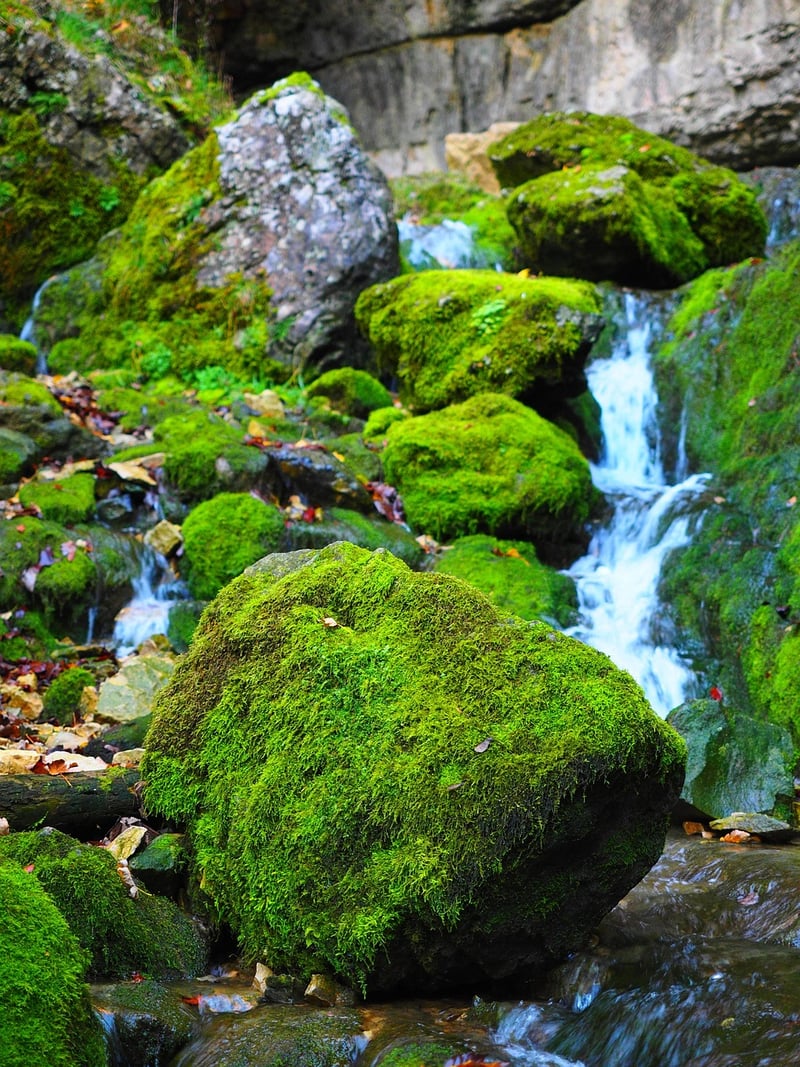 Moss-covered tree trunk